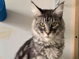 À vendre, 1 chatte Maine Coon black silver blotched tabby de 4 ans (LOOF)