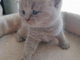Chatons British Shorthair à vendre (4 Femelles & 2 Mâles)