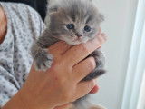 Chatons British Shorthair à vendre (4 Femelles & 2 Mâles)