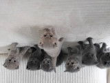 Chatons British Shorthair à vendre (4 Femelles & 2 Mâles)
