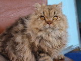 Vente d’une chatte Selkirk Rex de 4 ans chocolat blotched tabby (LOOF)