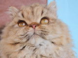 Vente d’une chatte Selkirk Rex de 4 ans chocolat blotched tabby (LOOF)