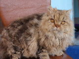 Vente d’une chatte Selkirk Rex de 4 ans chocolat blotched tabby (LOOF)