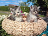 À réserver, 3 chatons Maine Coons (LOOF) 2 femelles, 1 mâle