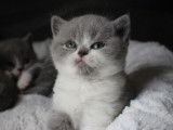 Réservation de chatons British Shorthairs (LOOF)