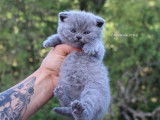 Réservation de chatons British Shorthairs (LOOF)
