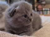 Réservation de chatons British Shorthairs (LOOF)