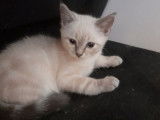 Vente de 4 chatons Maine Coons croisés Sacrés de Birmanie (non LOOF)