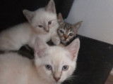 Vente de 4 chatons Maine Coons croisés Sacrés de Birmanie (non LOOF)