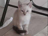 Vente de 4 chatons Maine Coons croisés Sacrés de Birmanie (non LOOF)