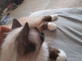 Vente de 4 chatons Maine Coons croisés Sacrés de Birmanie (non LOOF)