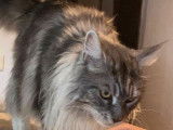 Vente de 4 chatons Maine Coons croisés Sacrés de Birmanie (non LOOF)