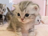 Chaton British Shorthair blue silver tabby à vendre