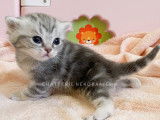 Chaton British Shorthair blue silver tabby à vendre