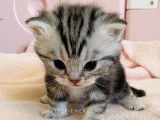 Chaton British black silver blotched à vendre