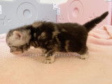 Chaton British black silver blotched à vendre