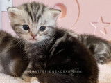 Chaton British black silver blotched à vendre