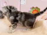 Chaton British black silver blotched tabby à vendre