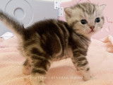 Chaton British Silver blotched tabby LOOF à vendre