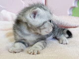 Chaton British Silver blotched tabby LOOF à vendre
