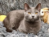 Chaton Chartreux femelle LOOF disponible