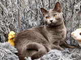 Chaton Chartreux femelle LOOF disponible