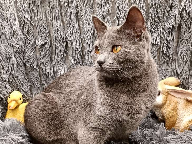 Chaton Chartreux femelle LOOF disponible