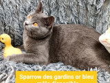 Chatons Chartreux mâle LOOF disponibles