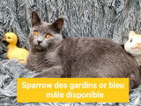 Chatons Chartreux mâle LOOF disponibles