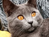 Chatons Chartreux mâle LOOF disponibles