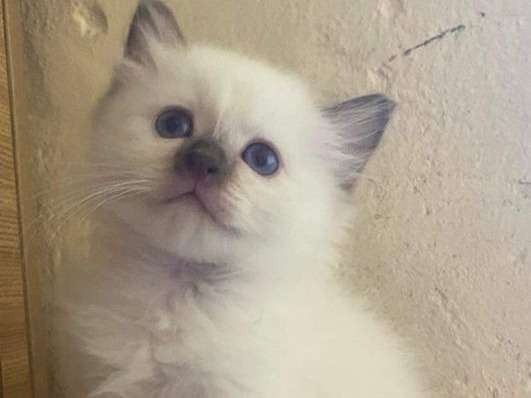 Un chaton bleu crème mâle Sacré de Birmanie non LOOF à réserver