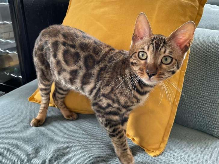 Un chaton Bengal mâle LOOF marron à motif rosettes à vendre