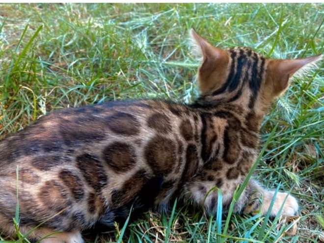 À réserver : une chatonne Bengal LOOF marron à motif rosettes