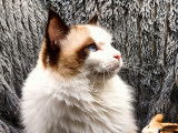 Sandor, Ragdoll LOOF disponible