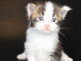 4 chatons Maine Coons &agrave; r&eacute;server, LOOF