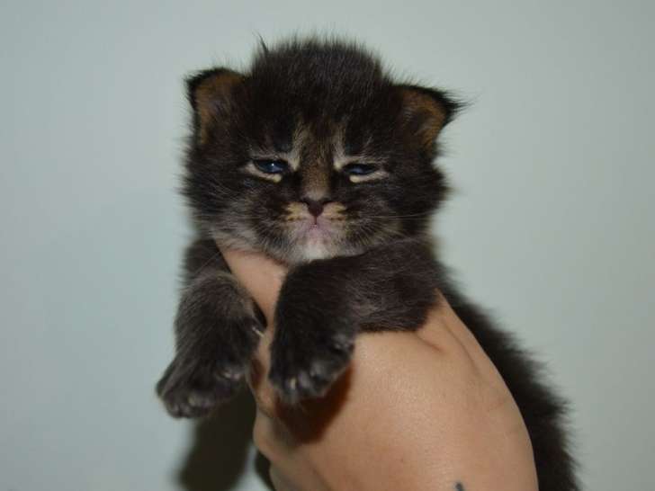 Réservation pour 3 chatons mâles Maine Coons LOOF