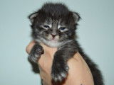 Réservation pour 3 chatons mâles Maine Coons LOOF