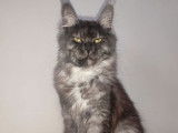 Réservation pour 3 chatons mâles Maine Coons LOOF