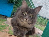 Réservation pour 3 chatons mâles Maine Coons LOOF