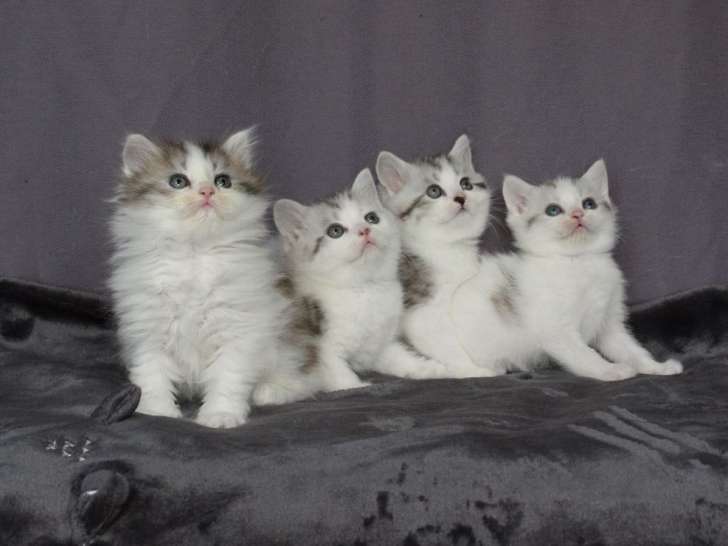 3 chatons Scottish Straights mâles à vendre, noir argenté et blanc LOOF