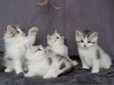 3 chatons Scottish Straights mâles à vendre, noir argenté et blanc LOOF
