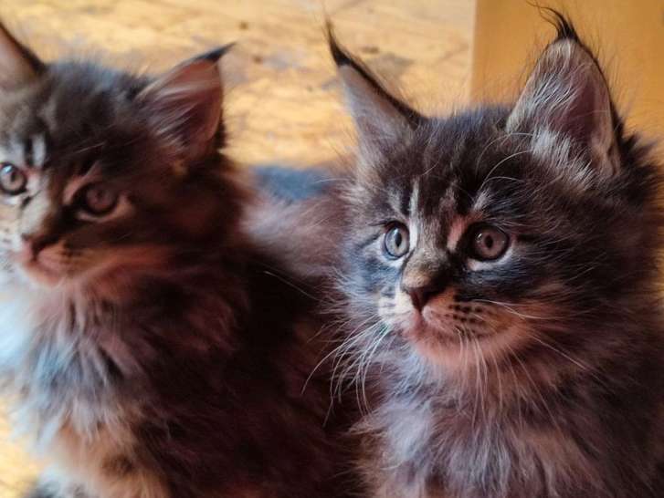 Réservation pour 2 chatons Maine Coons, LOOF