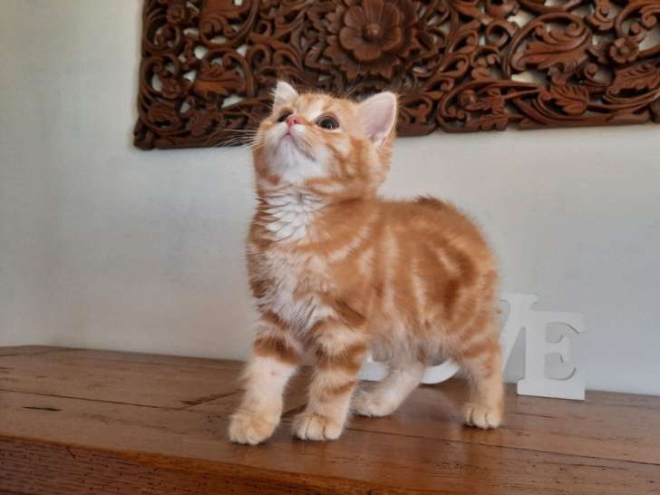 2 chatons British Shorthairs mâles à vendre, rouge tigré, LOOF