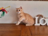 2 chatons British Shorthairs mâles à vendre, rouge tigré, LOOF