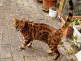 Très beau mâle Bengal castré  à vendre
