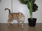 2  magnifiques chatons Bengal à vendre