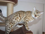 2  magnifiques chatons Bengal à vendre