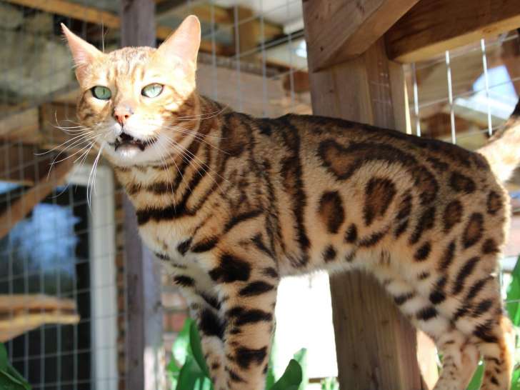 2 Magnifiques Chatons Bengal A Vendre Petite Annonce Chat