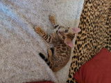 2  magnifiques chatons Bengal à vendre