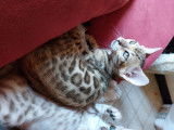2  magnifiques chatons Bengal à vendre